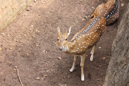 At the Zoo Again