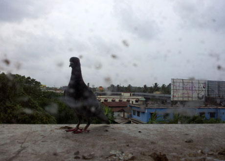 A Visitor On My Window