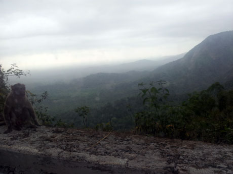 Monkey Friend at Agumbe Ghat