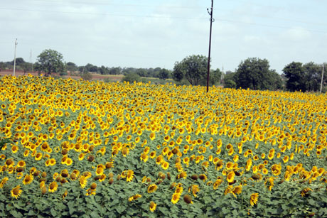 Sunflowers in Karnataka